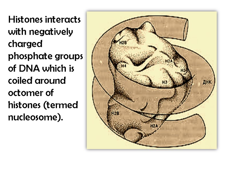 Histones interacts with negatively charged phosphate groups of DNA which is coiled around octomer